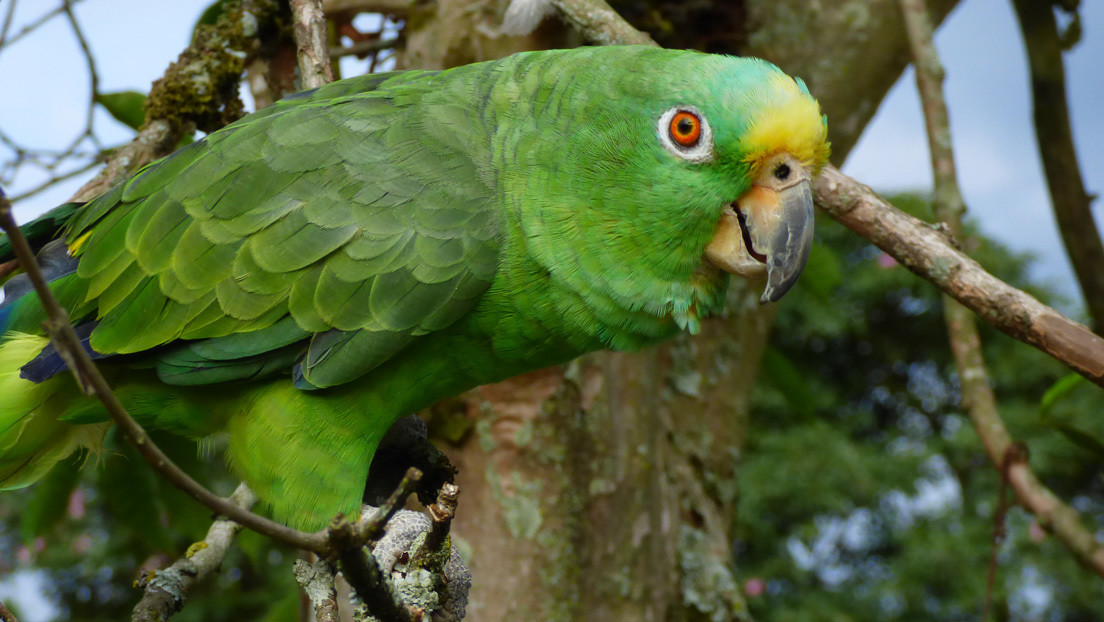 VIDEO: Un loro con 'oído absoluto' interpreta un éxito musical de Beyonce