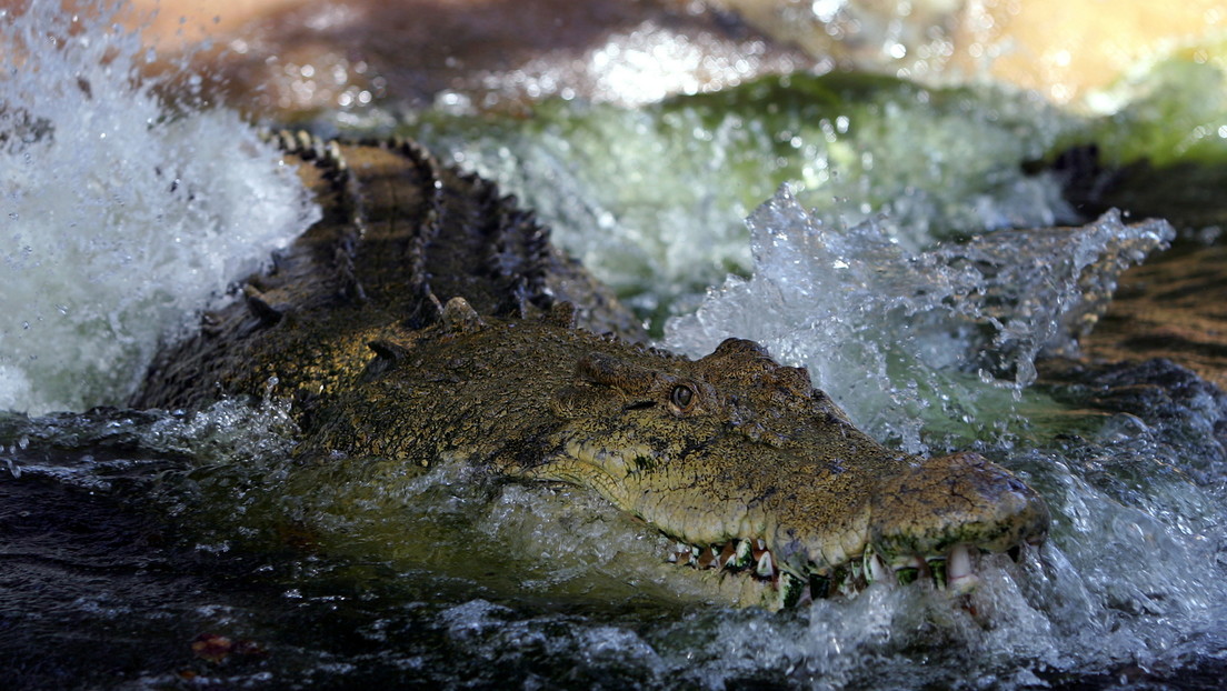 VIDEO: Un cocodrilo sorprende a las redes nadando y moviéndose como un delfín