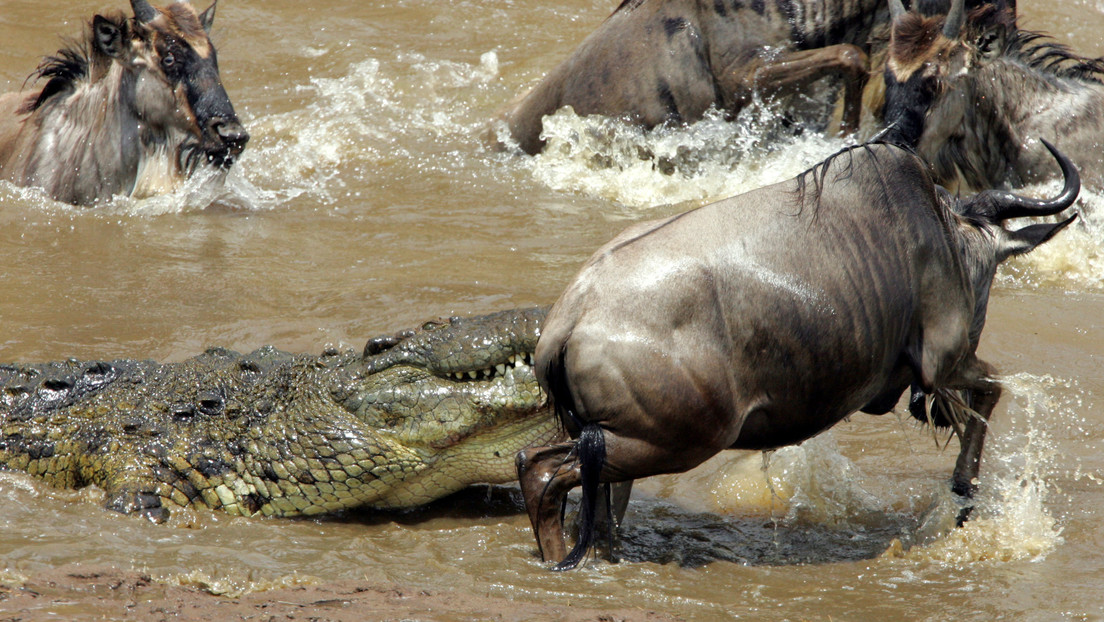 VIDEO: Un suertudo ñu escapa en el último segundo de las fauces de un cocodrilo hambriento