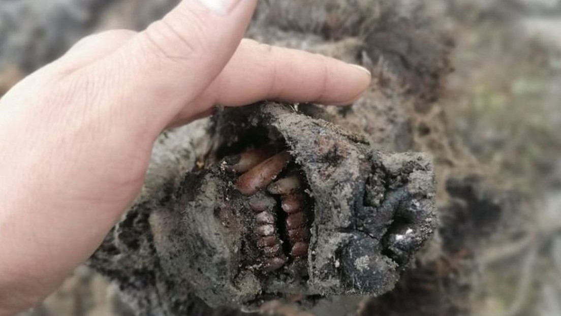 FOTOS: Descubren en Siberia el primer cuerpo de un oso extinto hace 15.000 años, completamente conservado