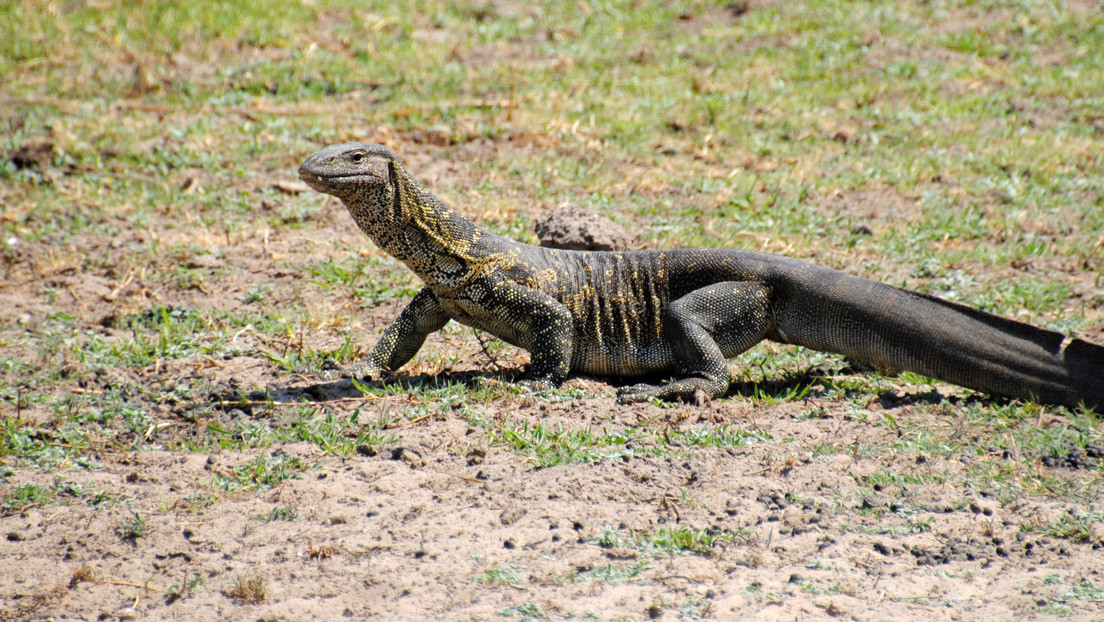 VIDEO: Filman la lucha desesperada de un lagarto varano bajo las garras de un águila