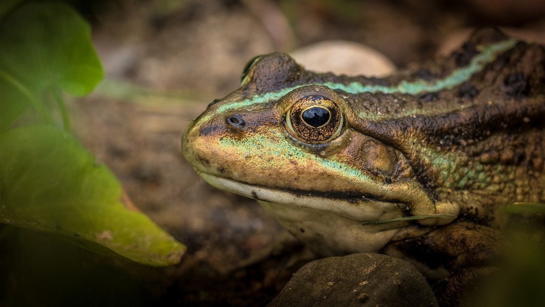 Científicos aseguran que el cambio climático envejece a algunos animales