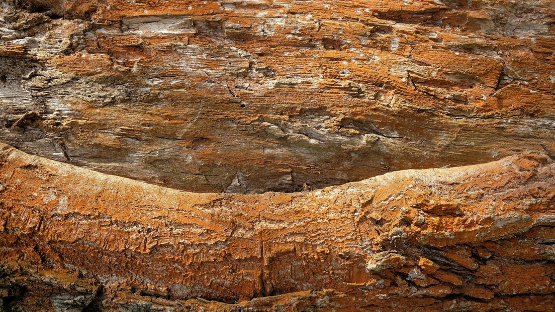 Una pareja compra una casa por medio millón de dólares y en pocos meses es destruida por las termitas