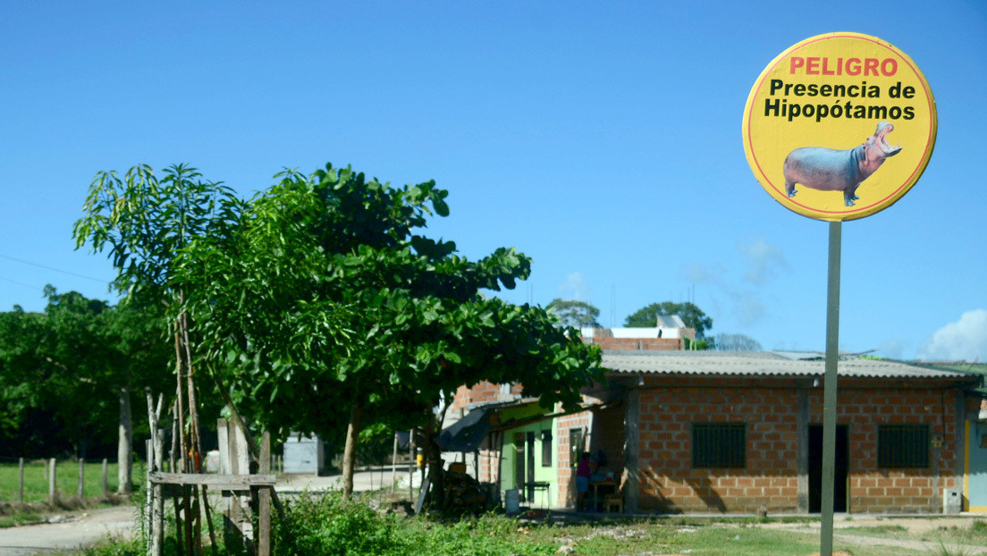 El grave problema ambiental que están causando los hipopótamos llevados a Colombia por Pablo Escobar