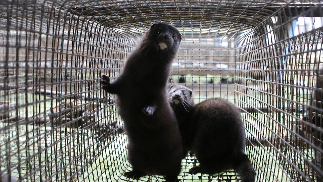 Un estudio podría ser el primero en demostrar que el coronavirus puede transmitirse de animales a humanos y viceversa