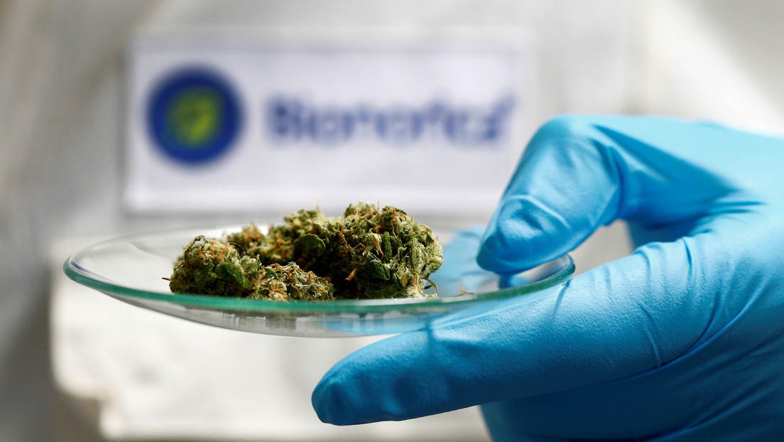 La OMS aprueba un protocolo para investigar medicamentos a base de plantas para el covid-19 en África