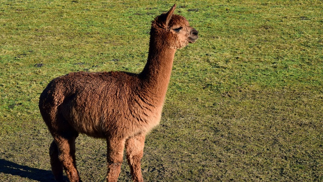 "Hay una alpaca en la cancha": un animal interrumpe un partido de fútbol en Reino Unido (VIDEO)