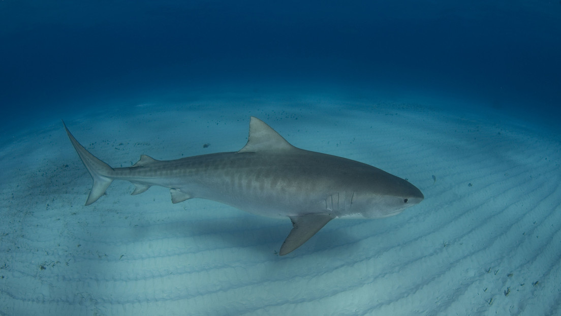 Un tiburón ataca a un buceador "casi inmediatamente" después de que entrara en el agua en Florida