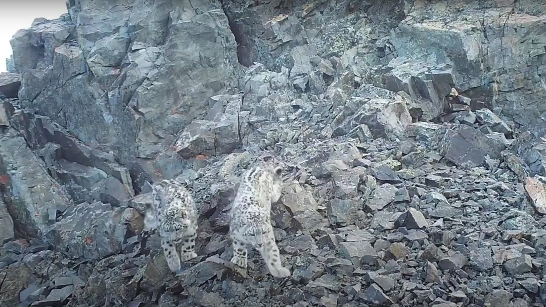 VIDEO: Captan cómo un curioso cachorro de leopardo de las nieves 'se hace un selfi' con una cámara trampa