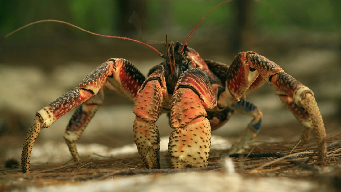 VIDEO: Una horda de cangrejos gigantes invade una parrillada familiar atraída por el olor de la comida