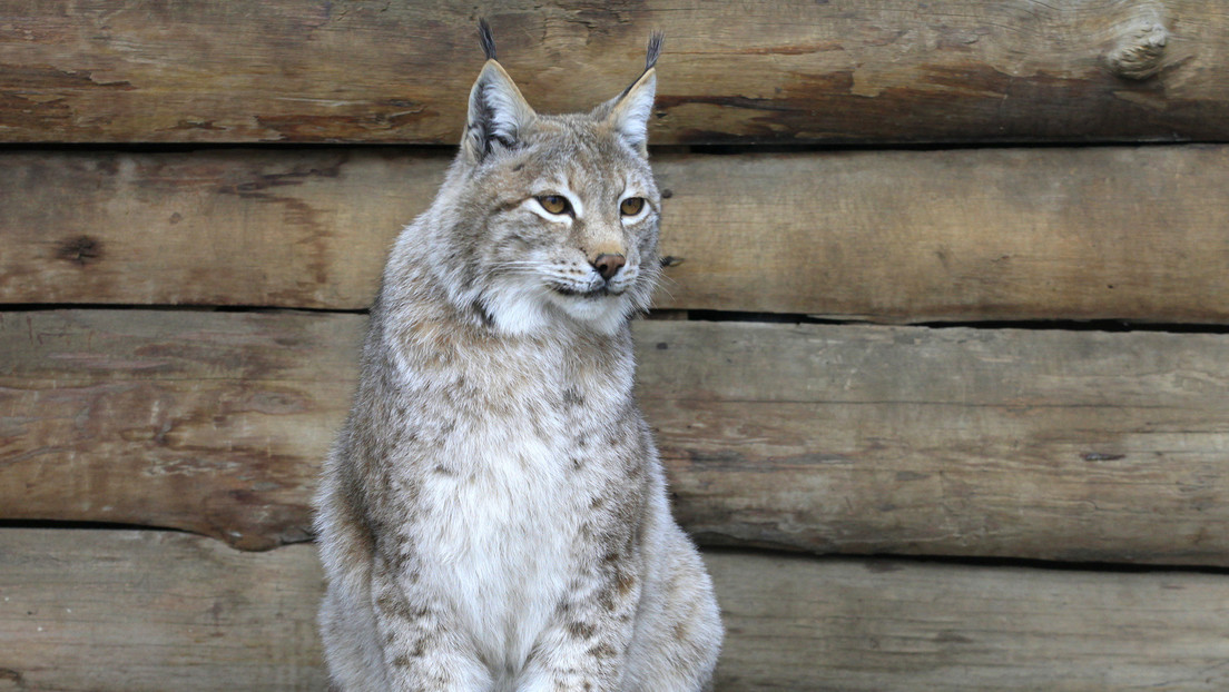 VIDEO: Lince 'adopta' a un gatito en un zoo siberiano
