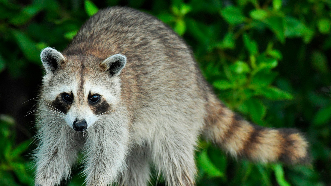 FOTOS: Mapaches atacan a periodistas en un jardín de la Casa Blanca
