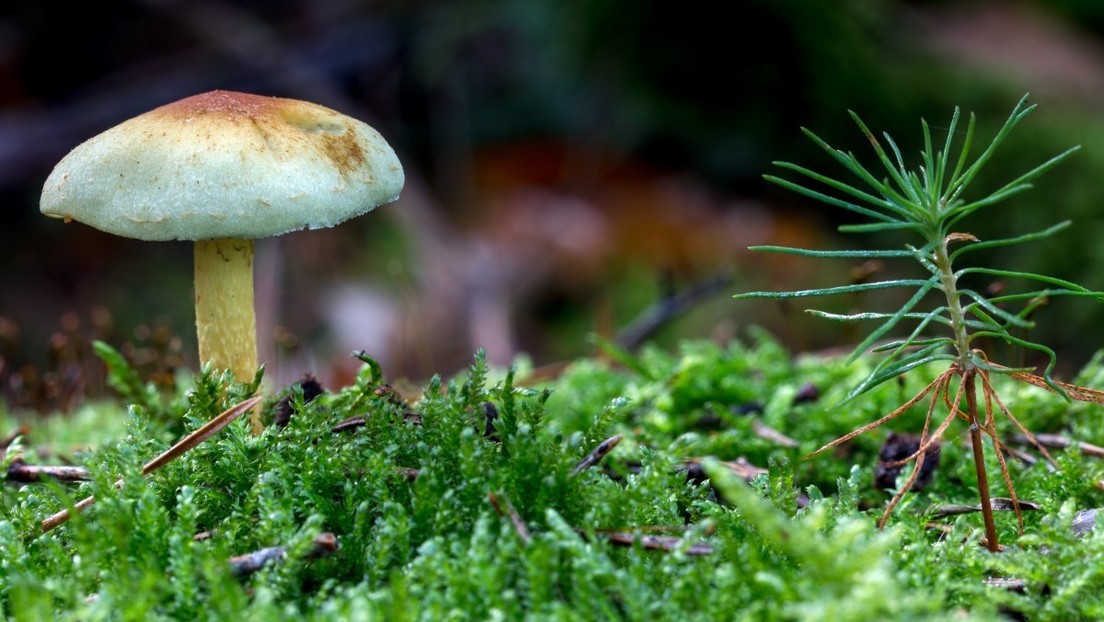 Casi un 40 % de la plantas del planeta están en riesgo de extinción