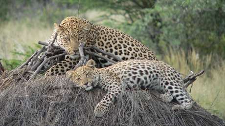 VIDEO: Mamá leopardo que dio a luz dentro de una choza en la India lleva a sus cachorros a la jungla
