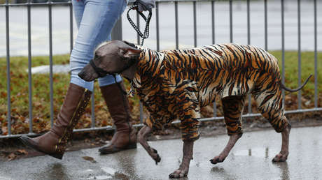 El 'tigre' más triste: Indignación por el cambio de look de un perro callejero en Malasia (FOTOS)