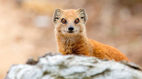 VIDEO: Jabalíes y cuervos salvan a una cobra atacada por una mangosta