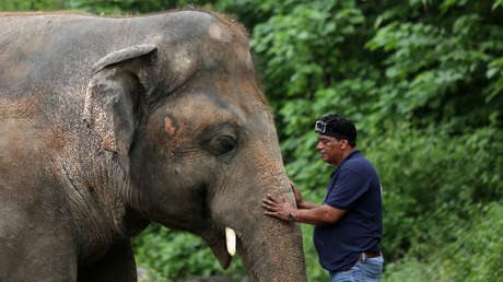El 'elefante más triste del mundo' recibe el permiso médico para abandonar el zoológico de Pakistán