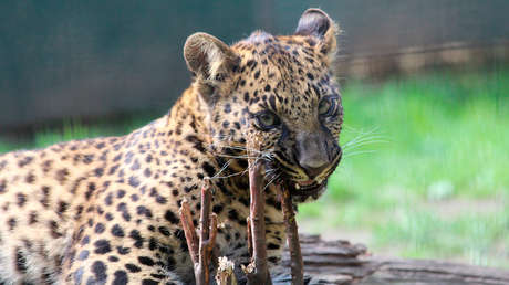 VIDEO: Rescatan un cachorro de leopardo de un pozo y lo reúnen con su madre
