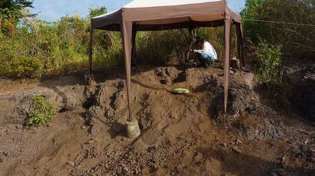 Hallan el "vampiro más antiguo del mundo" en el nororiente de Venezuela