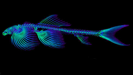 Un estudio descubre 11 especies de peces capaces de caminar
