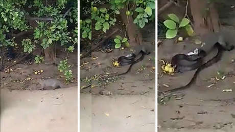 VIDEO: Una mangosta salta para atacar a una serpiente que descansa en la rama de un árbol
