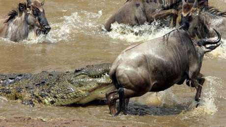 VIDEO: Un suertudo ñu escapa en el último segundo de las fauces de un cocodrilo hambriento