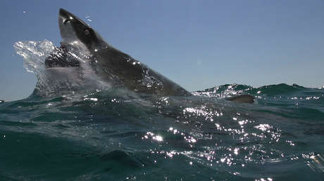 VIDEO: Un enorme tiburón blanco asusta a varios hombres al sacudir y morder el motor de su bote