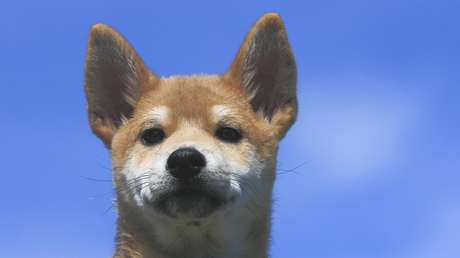 FOTOS: Hina, el perrito que adora 'estropear' las fotos de su dueña con sus payasadas