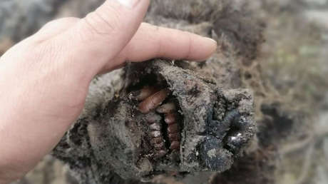 FOTOS: Descubren en Siberia el primer cuerpo de un oso extinto hace 15.000 años, completamente conservado