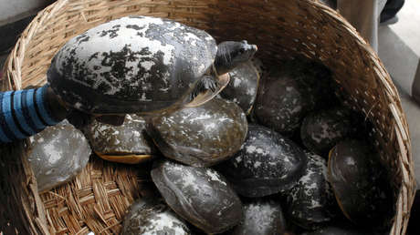 Diplomático australiano se ve obligado a disculparse tras comer un plato de tortuga en peligro de extinción en Camboya