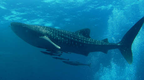 Descubren cuál es el pez más grande del mundo