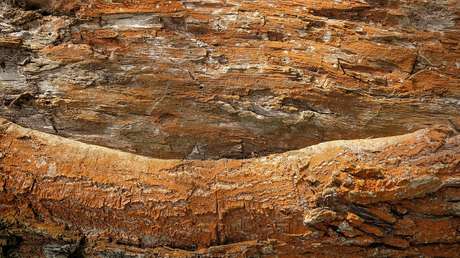 Una pareja compra una casa por medio millón de dólares y en pocos meses es destruida por las termitas