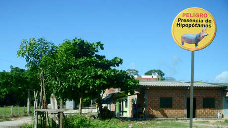 El grave problema ambiental que están causando los hipopótamos llevados a Colombia por Pablo Escobar