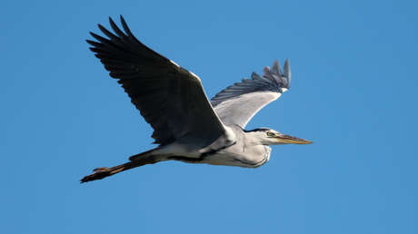 Avistan por primera vez en estado salvaje en EE.UU. a un ave nativa de Eurasia y África