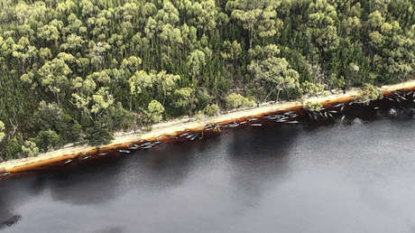 FOTOS: Advierten sobre las consecuencias del más mortífero varamiento masivo de ballenas piloto en Australia