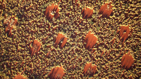 Explican los misteriosos círculos de hadas de los desiertos con ayuda de un modelo matemático de Alan Turing