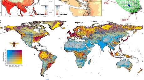 Predicen la posible área de acción del avispón asiático 'asesino', que ya se ha introducido en EE.UU. y Canadá