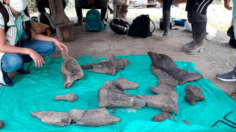 Hallan restos de un mastodonte de más de 10.000 años de antigüedad en una mina artesanal de oro en Colombia