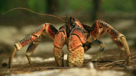 VIDEO: Una horda de cangrejos gigantes invade una parrillada familiar atraída por el olor de la comida