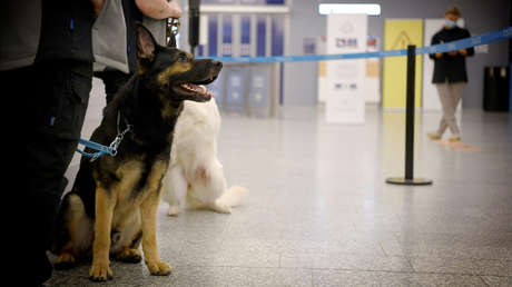 En el aeropuerto de Helsinki son perros los encargados de detectar enfermos de сovid-19