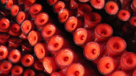 Hallan "un globo rojo" con tentáculos en la costa de Washington, y podría ser un raro pulpo de 7 brazos