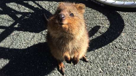 Confirmado: Ver fotos y videos de animales tiernos reduce el estrés y la ansiedad