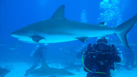 VIDEO: Una buceadora da de comer de su mano a tiburones tigre