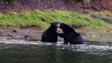 VIDEO: Dos osos grizzly se enzarzan en un río para hacerse con los restos de un ciervo