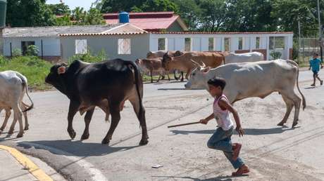 VIDEO: Un niño salva a su abuela del ataque de un toro en la India