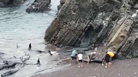 VIDEO: Mueren nueve de las 15 ballenas calderones varadas en el norte de España