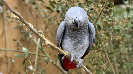 Aíslan a cinco loros en un zoológico para que no insulten a los visitantes