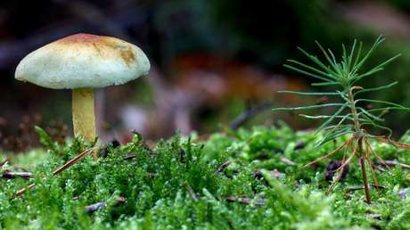 Casi un 40 % de la plantas del planeta están en riesgo de extinción