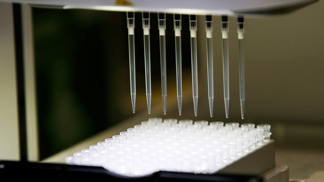 Descubren que dos sustancias de un árbol mapuche podrían servir para una vacuna contra el covid-19