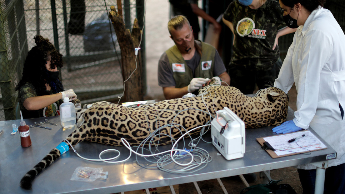 Cómo la piel de un pescado se utilizará en Brasil para curar las quemaduras de los animales heridos en los incendios del Pantanal